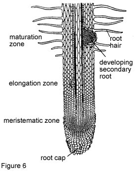 😍 Onion cell lab report conclusion. Observing onion cells. 2019-02-27